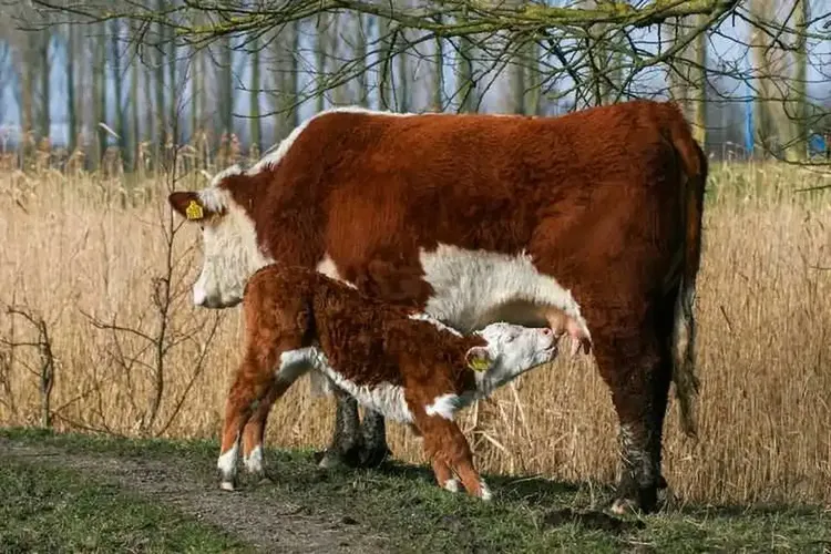 Hobbynutten Enger