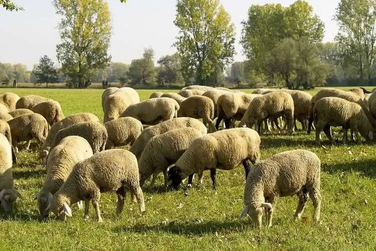 Hobbynutten Lampertheim