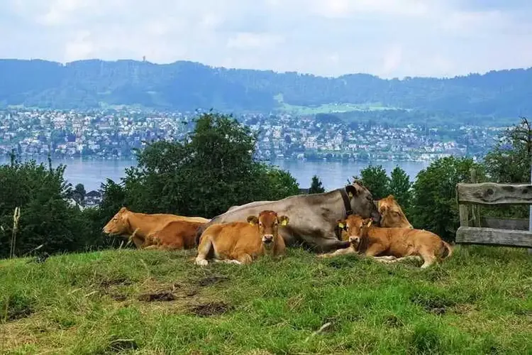 Hobbynutten Thalwil